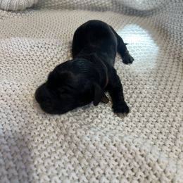 Cockapoo and Dachshund Puppies from Cochran's Cockapoo's
