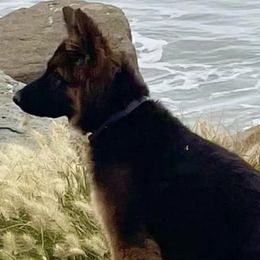 German Shepherds from Victoria's German Shepherds