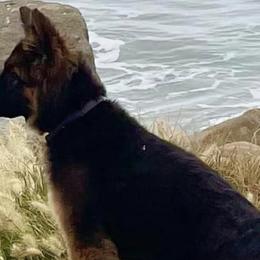 German Shepherds from Victoria's German Shepherds