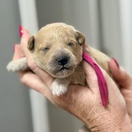 Jan - Pink Collar - Apricot female Goldendoodle puppy in Norfolk, Virginia from 757 Doodles