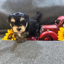 Silas grey collar - Black & tan tri-color male Morkie puppy in Taylorsville, North Carolina from Mountain Top Hot Tailz
