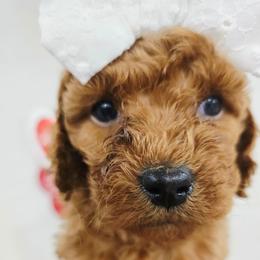 Ava - Red female Cavapoo puppy in Roseville, California from Heavenly Goldendoodles