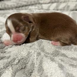 Sophie - Red tri female Miniature Australian Shepherd puppy in Dillwyn, Virginia from Sand Creek Toy and Mini aussies