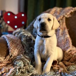Cupid - Yellow male Labrador Retriever puppy in Sweet Home, Oregon from Knotty Creek Labradors