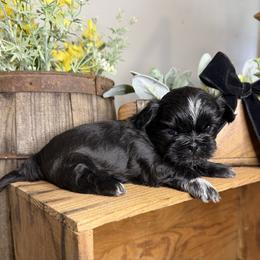 Girl 1 - Black female Shih Tzu puppy in Lexington, North Carolina from SCS Shih Tzus