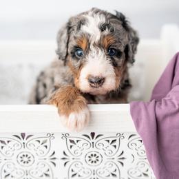 Agnes - Merle female Bernedoodle puppy in Lititz, Pennsylvania from Sleepy Hollow Acres