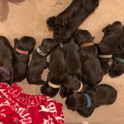Boykin Spaniel Puppies from Tabby’s Sweet Boykins