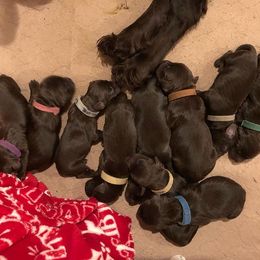 Boykin Spaniel Puppies from Tabby’s Sweet Boykins