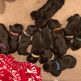 Boykin Spaniel Puppies from Tabby’s Sweet Boykins