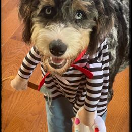 Aussiedoodle and Australian Shepherd Puppies from Faith, Feathers & FurBabies