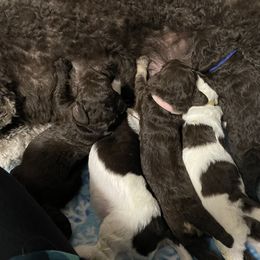 Poodle Puppies from Country Side Kennels