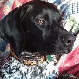 German Shorthaired Pointers from Parsons Meadow Farm