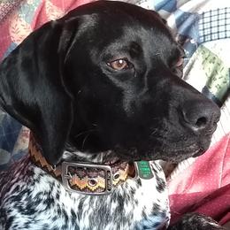 German Shorthaired Pointers from Parsons Meadow Farm