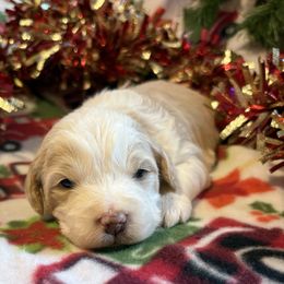 Pip - Cream female Aussiedoodle puppy in Maysville, Missouri from Mini AussieDoodles on Meadow Lane