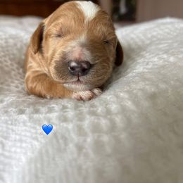 Goldendoodle Puppies from Family Goldendoodles