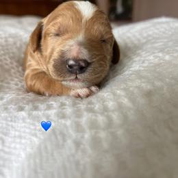 Goldendoodle Puppies from Family Goldendoodles
