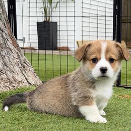 Charm - Sable male Pembroke Welsh Corgi puppy in Salisbury, Maryland from Coastal Corgis