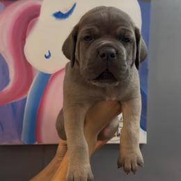 Male formentino - Fawn male Cane Corso puppy in Clewiston, Florida from Far From Average Kennels