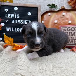 Willow - Black tri-color female Australian Shepherd puppy in Purcell, Oklahoma from Lewis Aussie’s & Corgi’s