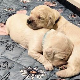 Golden Retriever Puppies from Dandelion Meadows Farm