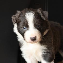 Jingle - AKC Reg Slate (Blue) - Slate male Border Collie puppy in Courtland, Alabama from C Bar C Ranch Border Collies