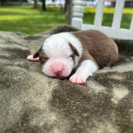 Girl 1 - Red tri-color female Australian Shepherd puppy in Washington, Oklahoma from Top Draft Genetics
