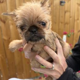 Sam - Belge male Brussels Griffon puppy in Durant, Oklahoma from Trademark Brussels Griffon