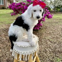 The Social Butterfly- Lucy - Black and white female Sheepadoodle puppy in Camden, North Carolina from Luv My Doodle