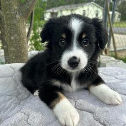 Girl 2 - Black tri female Miniature Australian Shepherd puppy in Hokes Bluff, Alabama from Alegria Toy Aussies