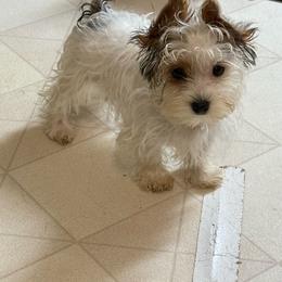 Raven's Lime Green Parti Boy - Parti male Yorkshire Terrier puppy in Lexington, North Carolina from Silver Valley Yorkies