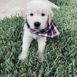 Golden Retriever Puppies from Briarcrest Golden Retrievers