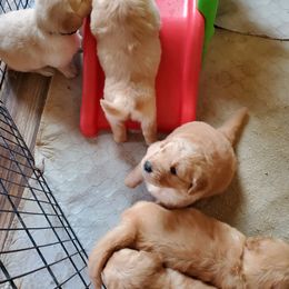 Golden Retriever Puppies from Magnolia Hill Golden Retrievers
