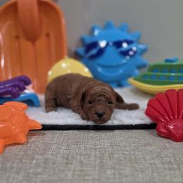 Adobe (AKC) - Red  male Poodle puppy in Rainbow City, Alabama from Spinks Poodles