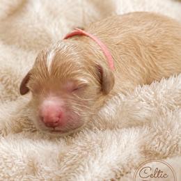 Cindy Bear - Apricot female Goldendoodle puppy in Rocky Point, North Carolina from CelticDoods