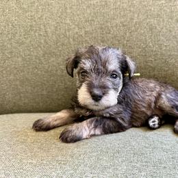 Daisy - AKC - Yellow - Salt and pepper female Miniature Schnauzer puppy in Wheeler, Wisconsin from Sue’s Miniature Schnauzers