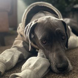 Great Danes from Wild Willow Danes