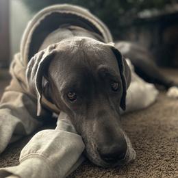 Great Danes from Wild Willow Danes