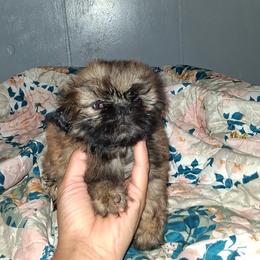 Boy 3 - Gold male Shih Tzu puppy in Birmingham, Alabama from K&D kennels