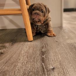Bulldog Puppies from Velvet-Line-Bulldogs