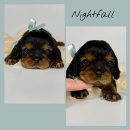 Nightfall - Black and tan male Cavalier King Charles Spaniel puppy in De Pere, Wisconsin from Rose Garden Kennels