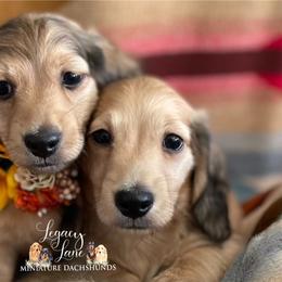 Dachshund Puppies from Legacy Lane Dachshunds