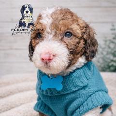 Shep - Brown male Whoodle puppy in Knoxville, Tennessee from Fleury Farm Doodles TN