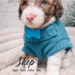 Shep - Brown male Whoodle puppy in Knoxville, Tennessee from Fleury Farm Doodles TN