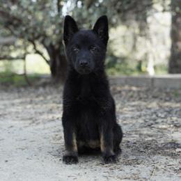 Tundra - Bi-color female German Shepherd puppy in Coarsegold, California from Yosemite Shepherds