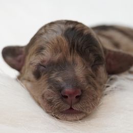 Aussiedoodles, Cavapoos, Miniature Australian Shepherds, and Toy Australian Shepherds from Blue Hue Aussies