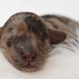 Aussiedoodles, Cavapoos, Miniature Australian Shepherds, and Toy Australian Shepherds from Blue Hue Aussies