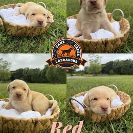 Red - Yellow male Labrador Retriever puppy in Dickson, Tennessee from Cane Creek Labradors