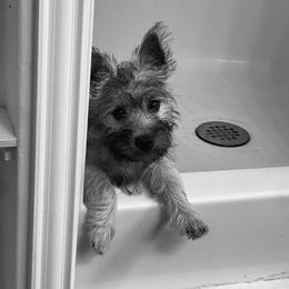 Lily - Cairn Terrier