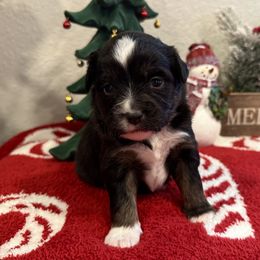 Miniature American Shepherd and Miniature Australian Shepherd Puppies from Fuzy Butts Mini & Toy Aussies