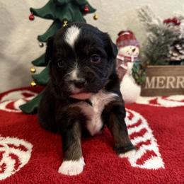 Miniature American Shepherd and Miniature Australian Shepherd Puppies from Fuzy Butts Mini & Toy Aussies